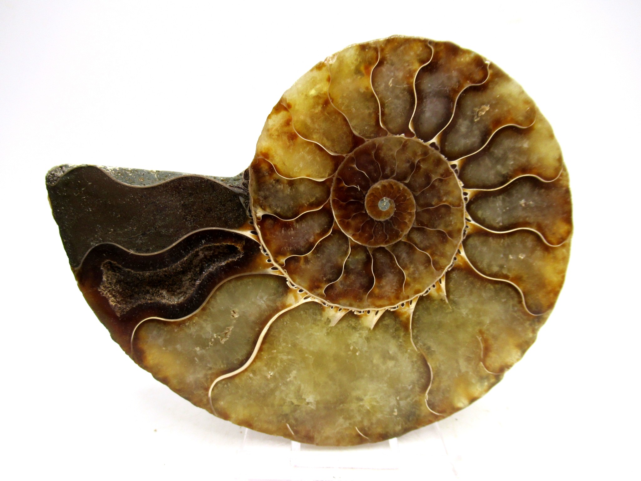 Madagascar Cretaceous Cleoniceras Ammonite MED Pair 170b | Fossils for Sale General Cretaceous Age Cleoniceras Ammonite Medium Pair Fossils From Madagascar For Sale #170b