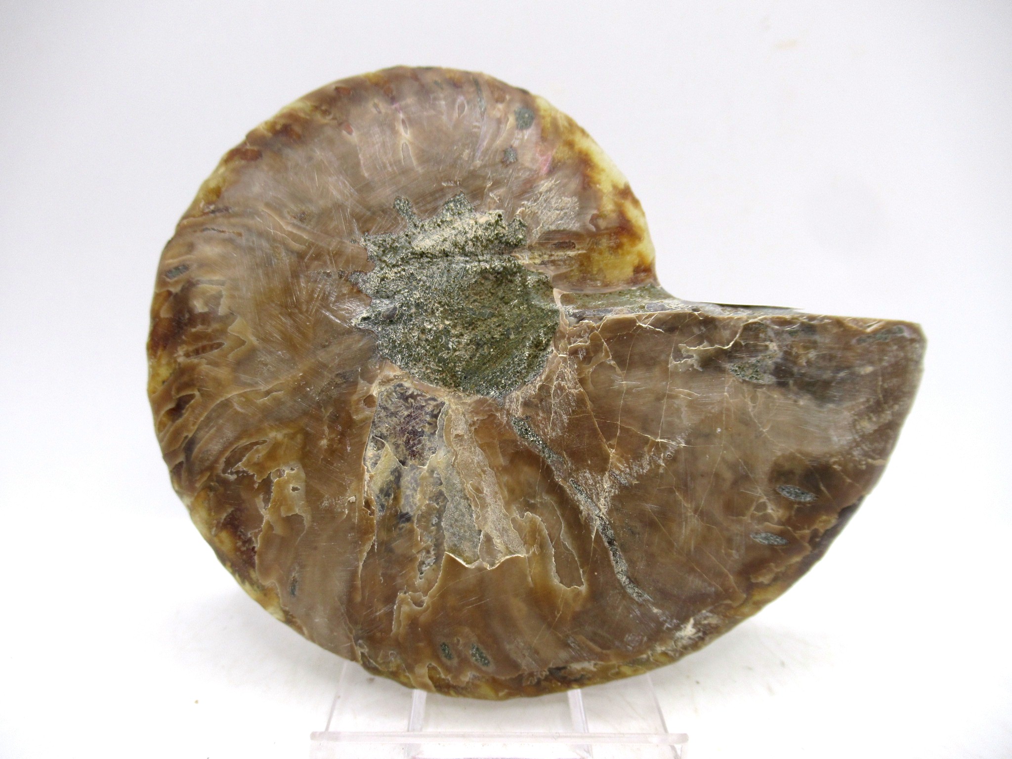 Madagascar Cretaceous Cleoniceras Ammonite MED Pair 170c | Fossils for Sale General Cretaceous Age Cleoniceras Ammonite Medium Pair Fossils From Madagascar For Sale #170c