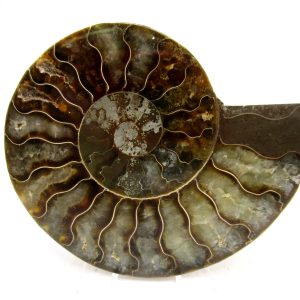 General Cretaceous Age Cleoniceras Ammonite Medium Pair Fossils From Madagascar For Sale #171