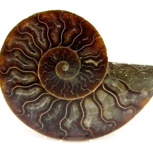 General Cretaceous Age Cleoniceras Ammonite Medium Pair Fossils From Madagascar For Sale #174