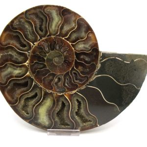 General Cretaceous Age Cleoniceras XL Pair Fossils From Madagascar For Sale #21