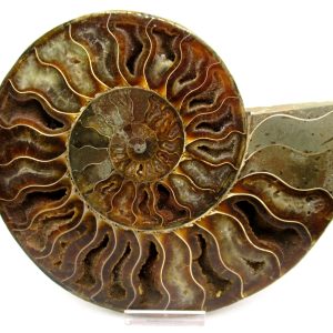 General Cretaceous Age Cleoniceras XL Pair Fossils From Madagascar For Sale #22