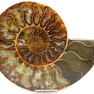 General Cretaceous Age Cleoniceras XL Pair Fossils From Madagascar For Sale #23
