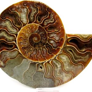 General Cretaceous Age Cleoniceras XL Pair Fossils From Madagascar For Sale #24