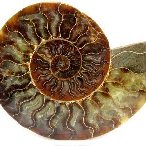 General Cretaceous Age Cleoniceras XL Pair Fossils From Madagascar For Sale #25