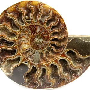 General Cretaceous Age Cleoniceras XL Pair Fossils From Madagascar For Sale #26