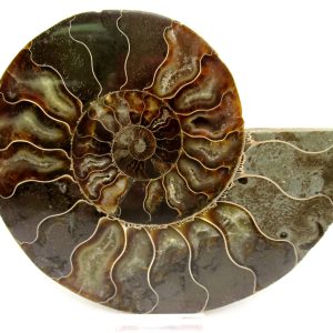 General Cretaceous Age Cleoniceras XL Pair Fossils From Madagascar For Sale #27