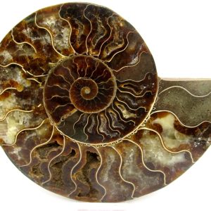 General Cretaceous Age Cleoniceras XL Pair Fossils From Madagascar For Sale #28