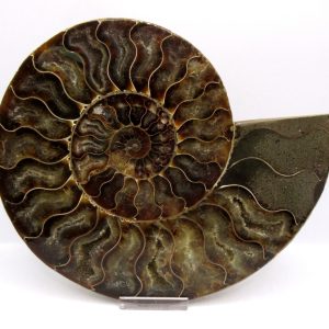 General Cretaceous Age Cleoniceras XL Pair Fossils From Madagascar For Sale #29