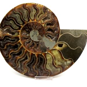 General Cretaceous Age Cleoniceras XXL Ammonite Pair Fossils From Madagascar For Sale #10
