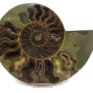 General Cretaceous Age Cleoniceras XXL Ammonite Pair Fossils From Madagascar For Sale #11