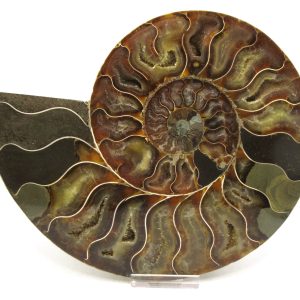 General Cretaceous Age Cleoniceras XXL Ammonite Pair Fossils From Madagascar For Sale #12
