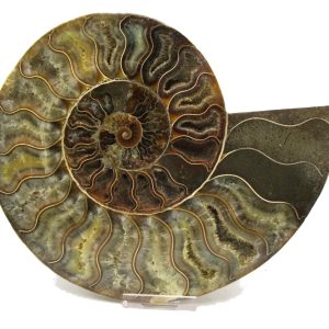 General Cretaceous Age Cleoniceras XXL Ammonite Pair Fossils From Madagascar For Sale #13