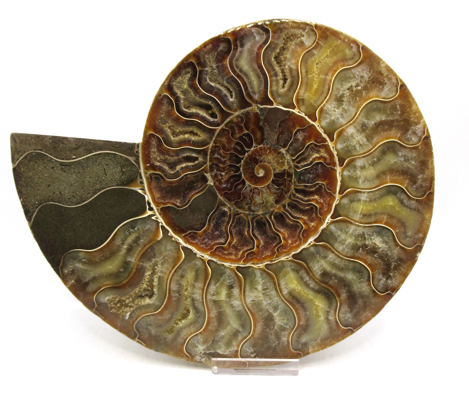 madagascar cretaceous ammonite pair 48a