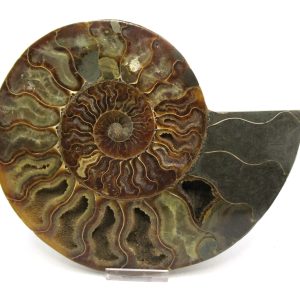 General Cretaceous Age Cleoniceras XXL Ammonite Pair Fossils From Madagascar For Sale #14