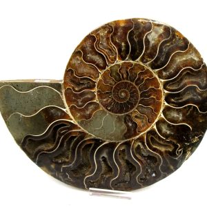 General Cretaceous Age Cleoniceras XXL Ammonite Pair Fossils From Madagascar For Sale #7