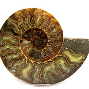 General Cretaceous Age Cleoniceras XXL Ammonite Pair Fossils From Madagascar For Sale #8