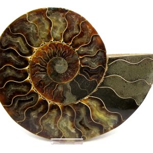 General Cretaceous Age Cleoniceras XXL Ammonite Pair Fossils From Madagascar For Sale #9