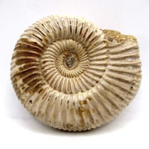 Perisphinctes Polished Ammonite from Madagascar #21