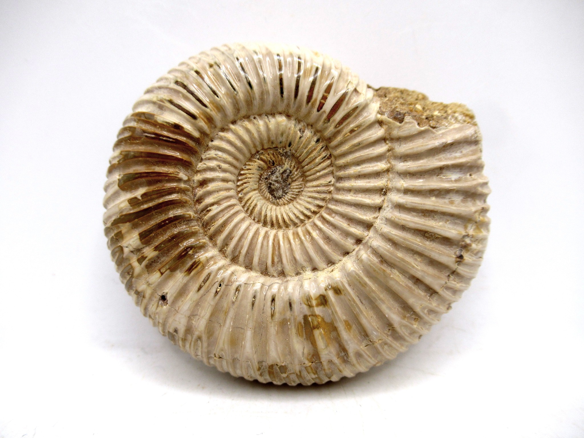 Madagascar Jurassic Perisphinctes Ammonite 21 | Fossils for Sale Genuine Jurassic Age Perisphinctes Ammonite For Sale from Madagascar #21