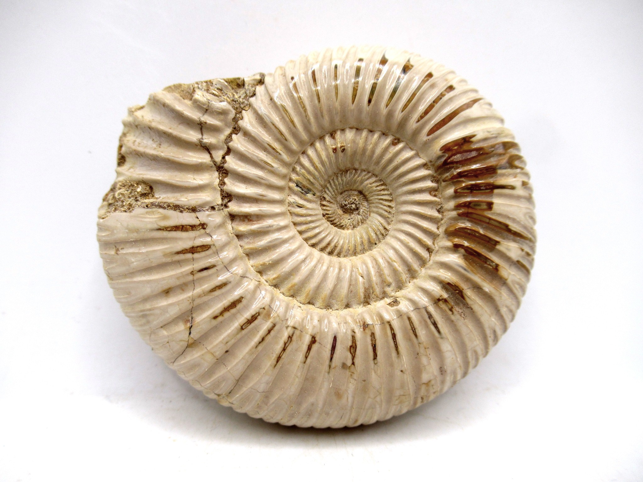 Madagascar Jurassic Perisphinctes Ammonite 21a | Fossils for Sale Genuine Jurassic Age Perisphinctes Ammonite For Sale from Madagascar #21a