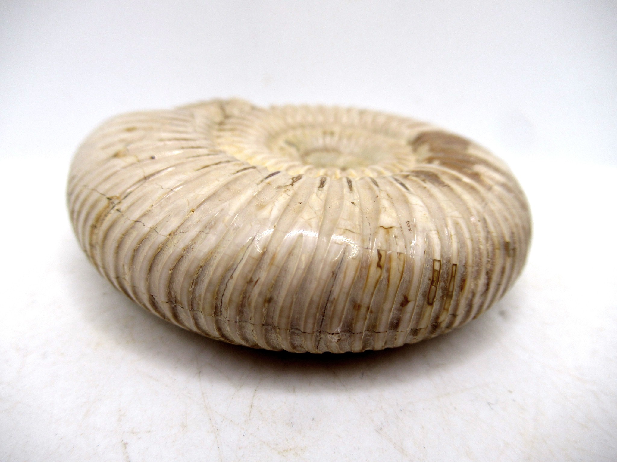 Madagascar Jurassic Perisphinctes Ammonite 21b | Fossils for Sale Genuine Jurassic Age Perisphinctes Ammonite For Sale from Madagascar #21b