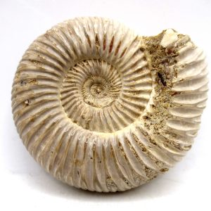 Perisphinctes Polished Ammonite from Madagascar #22