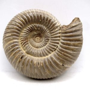 Perisphinctes Polished Ammonite from Madagascar #23