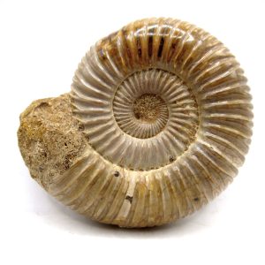 Perisphinctes Polished Ammonite from Madagascar #24