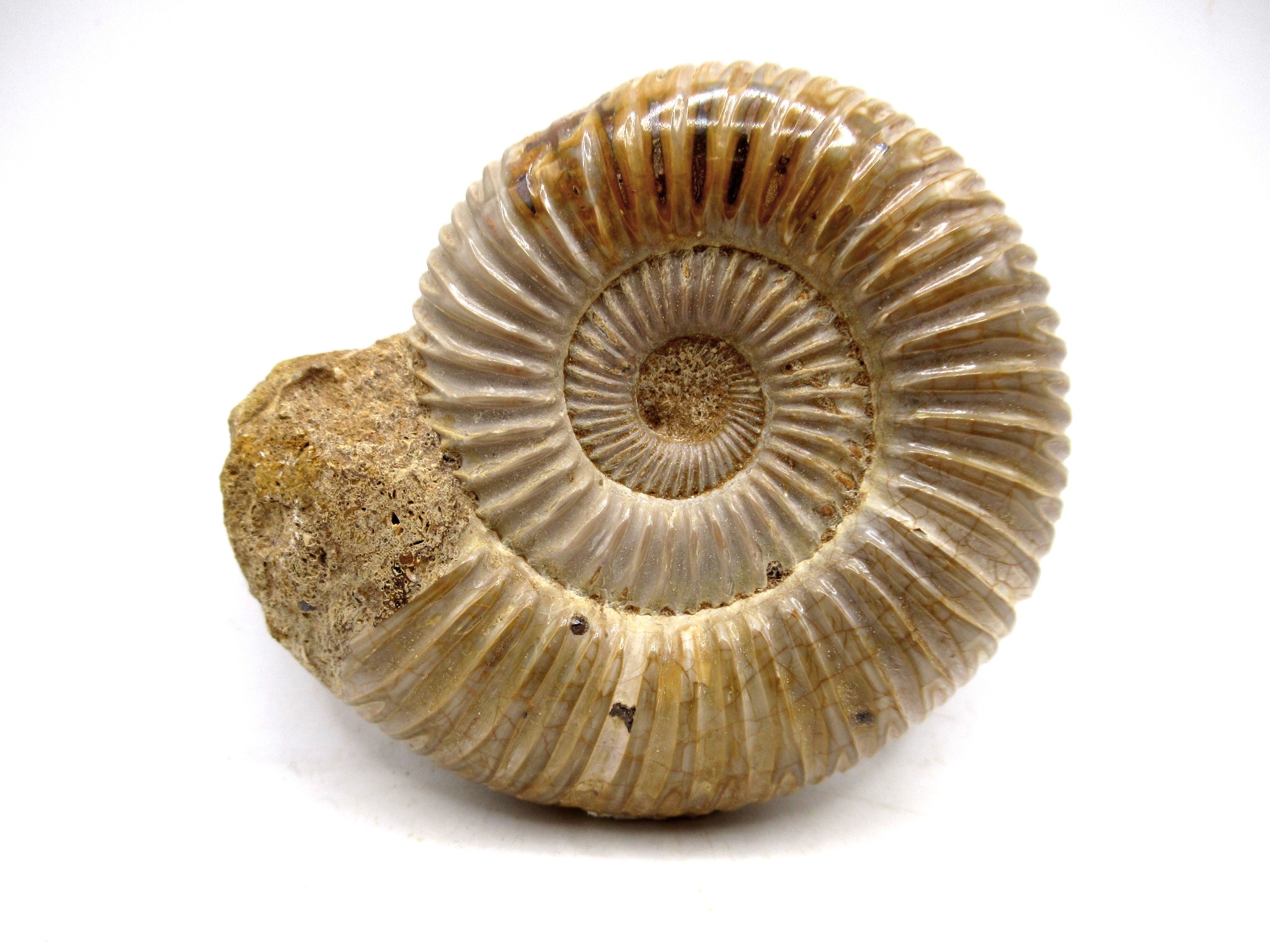 Madagascar Jurassic Perisphinctes Ammonite 24 | Fossils for Sale Genuine Jurassic Age Perisphinctes Ammonite For Sale from Madagascar #24