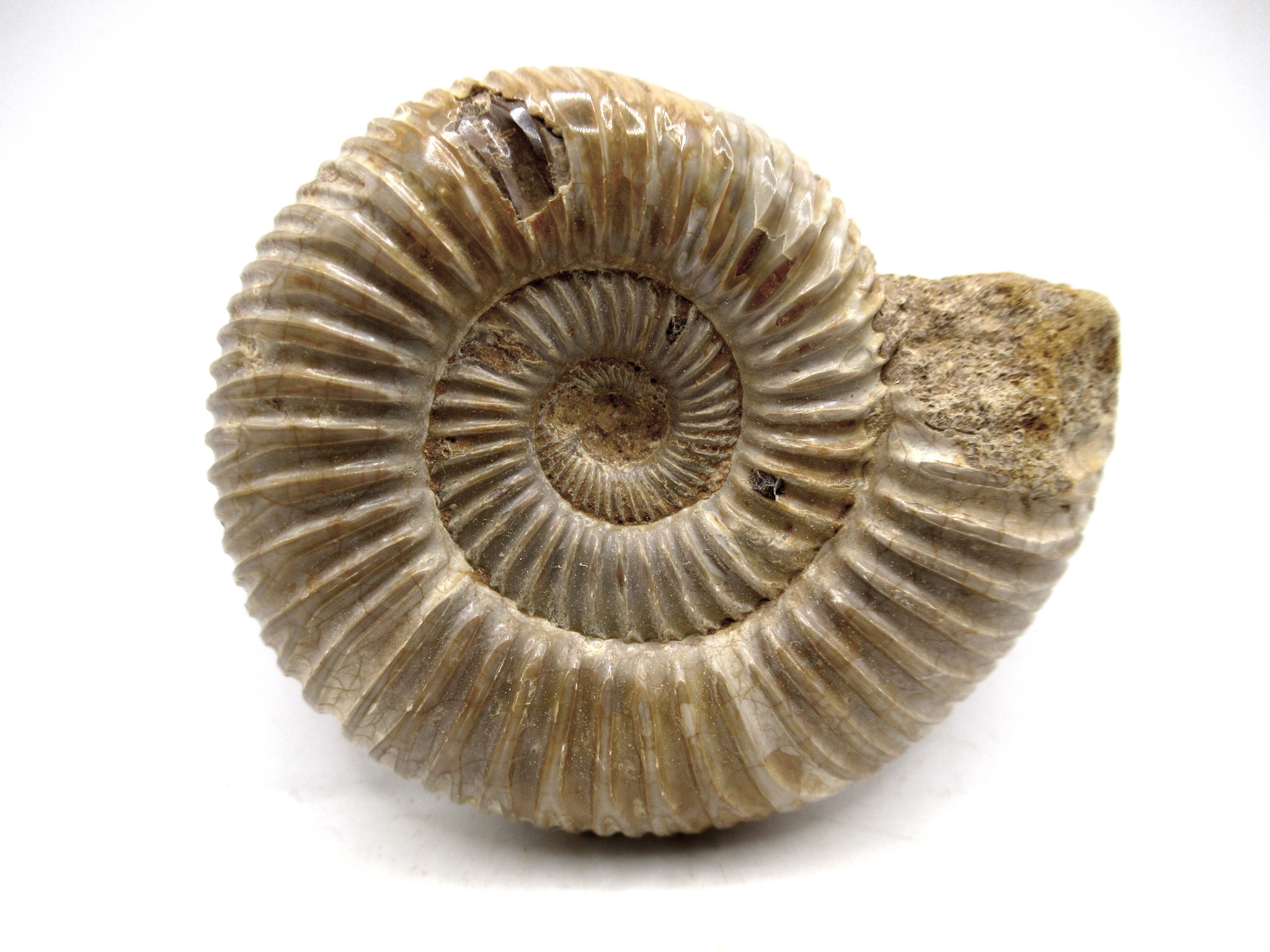 Madagascar Jurassic Perisphinctes Ammonite 24a | Fossils for Sale Genuine Jurassic Age Perisphinctes Ammonite For Sale from Madagascar #24a