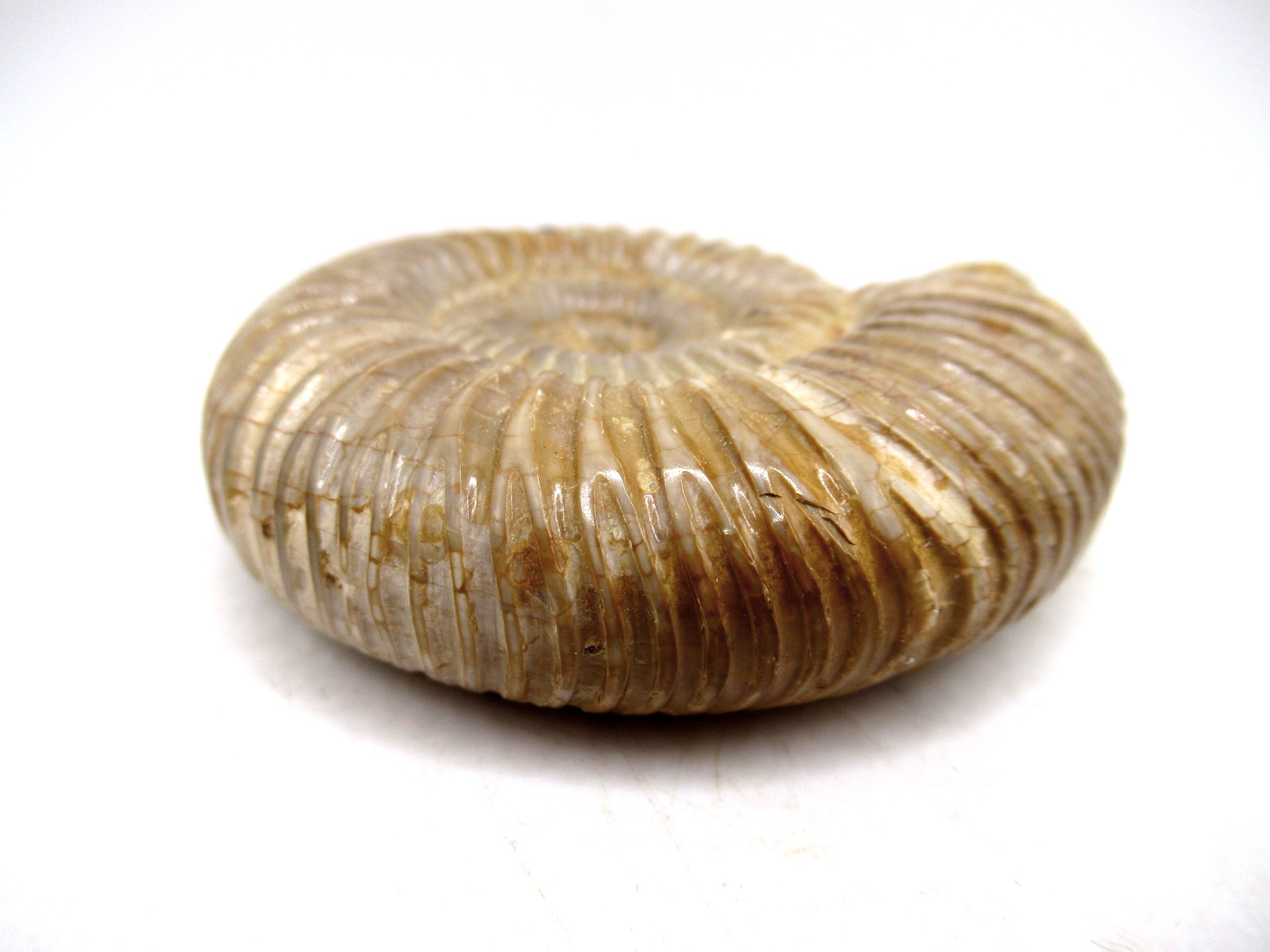 Madagascar Jurassic Perisphinctes Ammonite 24b | Fossils for Sale Genuine Jurassic Age Perisphinctes Ammonite For Sale from Madagascar #24b