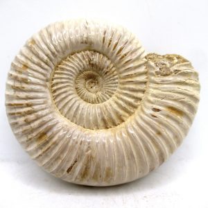 Perisphinctes Polished Ammonite from Madagascar #25