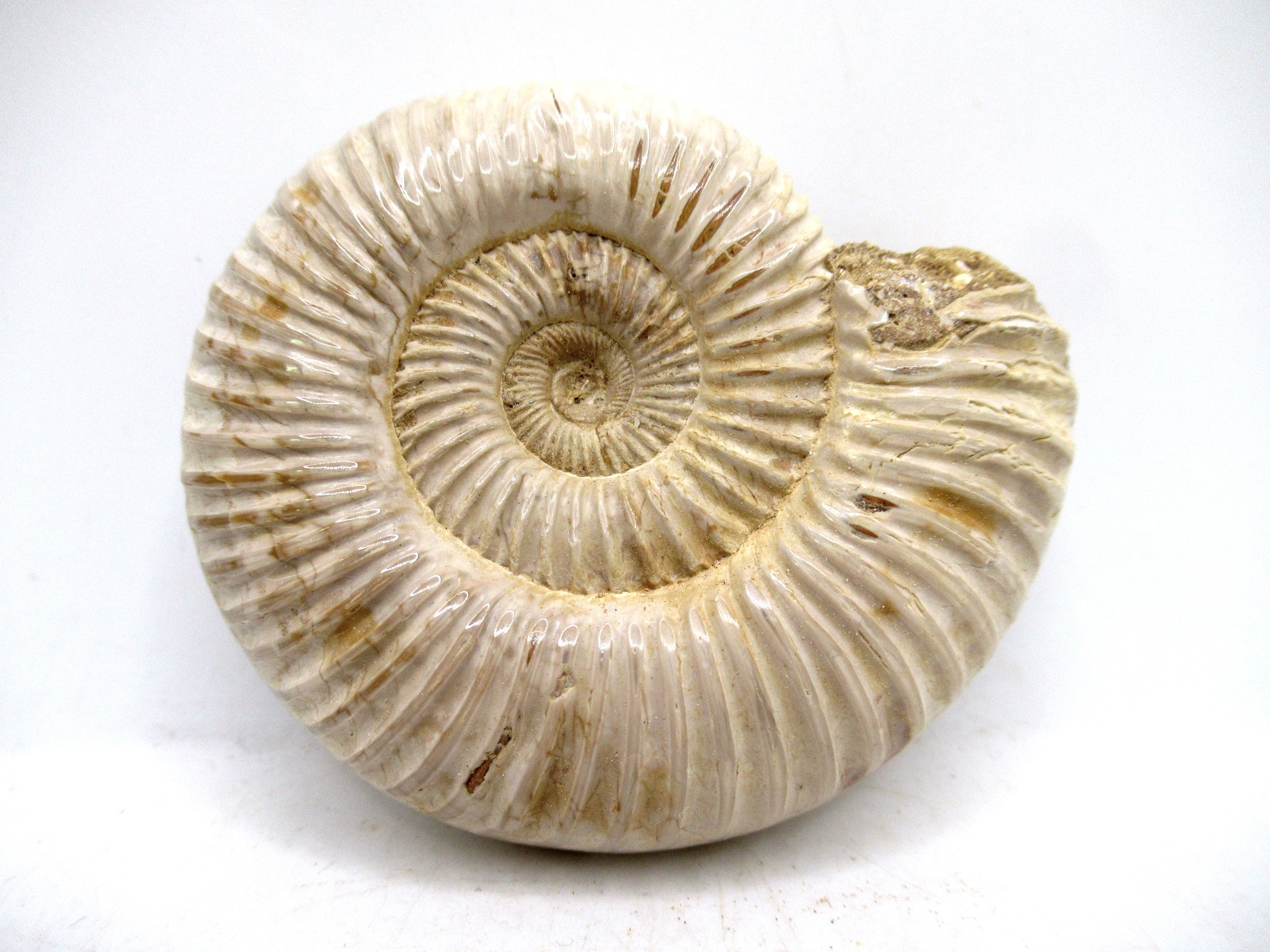 Madagascar Jurassic Perisphinctes Ammonite 25 | Fossils for Sale Genuine Jurassic Age Perisphinctes Ammonite For Sale from Madagascar #25