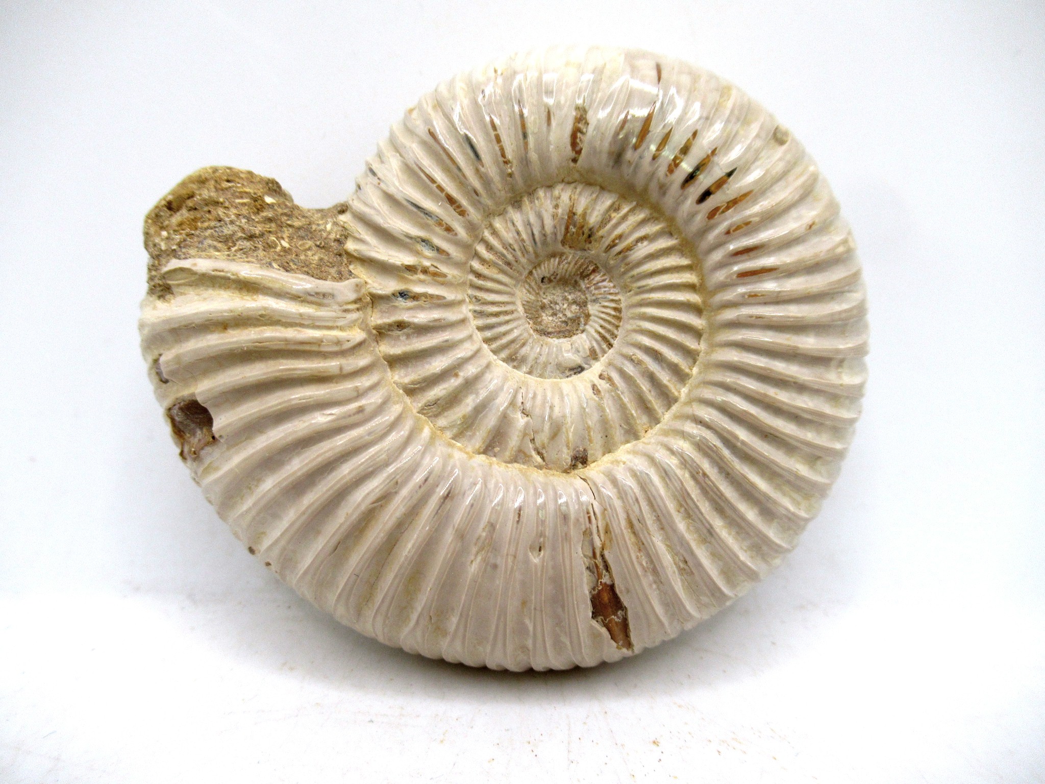 Madagascar Jurassic Perisphinctes Ammonite 25a | Fossils for Sale Genuine Jurassic Age Perisphinctes Ammonite For Sale from Madagascar #25a