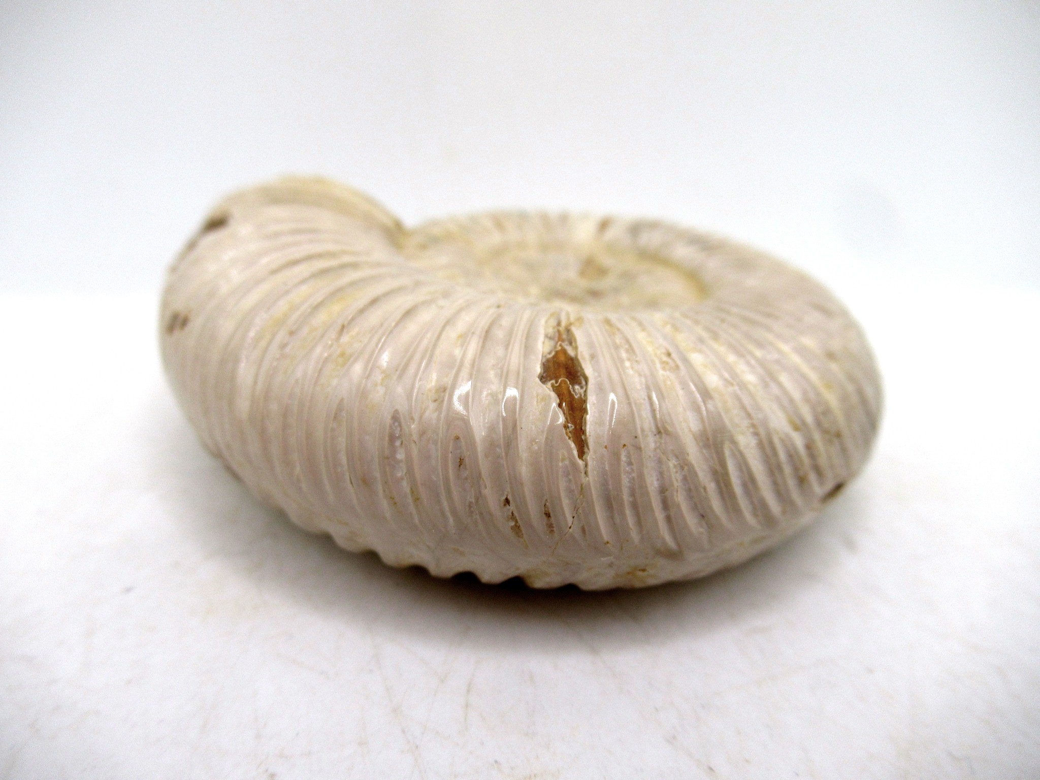 Madagascar Jurassic Perisphinctes Ammonite 25b | Fossils for Sale Genuine Jurassic Age Perisphinctes Ammonite For Sale from Madagascar #25b