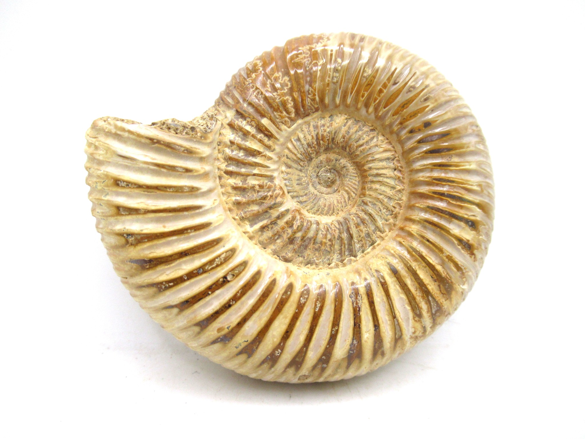 Madagascar Jurassic Perisphinctes Ammonite 26 | Fossils for Sale Genuine Jurassic Age Perisphinctes Ammonite For Sale from Madagascar #26