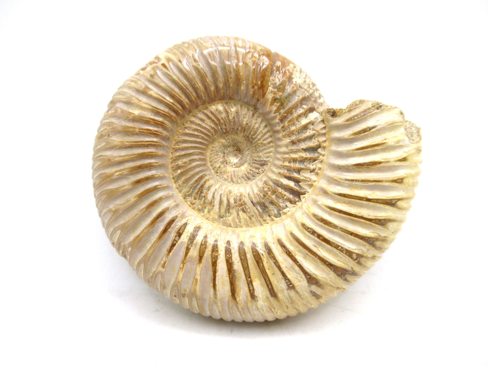 Madagascar Jurassic Perisphinctes Ammonite 26a | Fossils for Sale Genuine Jurassic Age Perisphinctes Ammonite For Sale from Madagascar #26a