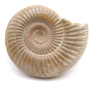 Perisphinctes Polished Ammonite from Madagascar #27