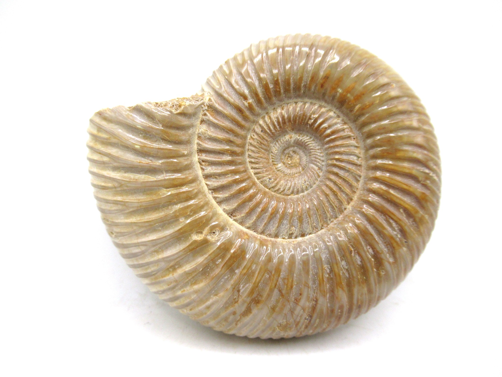 Madagascar Jurassic Perisphinctes Ammonite 27a | Fossils for Sale Genuine Jurassic Age Perisphinctes Ammonite For Sale from Madagascar #27a