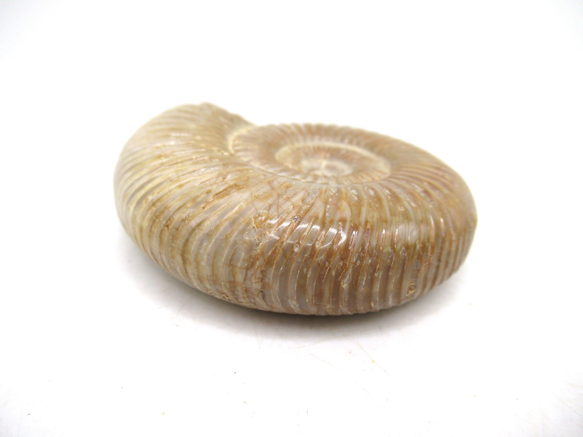 Madagascar Jurassic Perisphinctes Ammonite 27b | Fossils for Sale Genuine Jurassic Age Perisphinctes Ammonite For Sale from Madagascar #27b