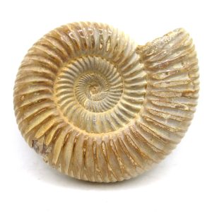 Perisphinctes Polished Ammonite from Madagascar #30
