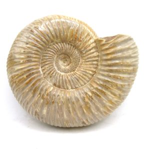 Perisphinctes Polished Ammonite from Madagascar #31