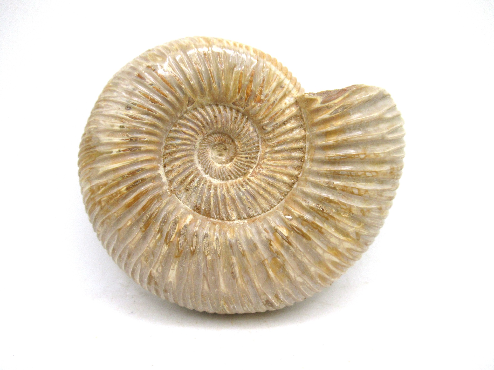 Madagascar Jurassic Perisphinctes Ammonite 31 | Fossils for Sale Genuine Jurassic Age Perisphinctes Ammonite For Sale from Madagascar #31