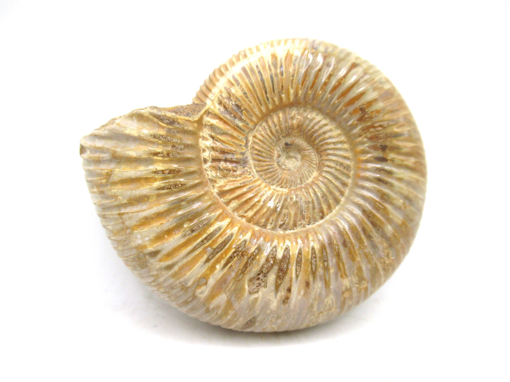 Madagascar Jurassic Perisphinctes Ammonite 31a | Fossils for Sale Genuine Jurassic Age Perisphinctes Ammonite For Sale from Madagascar #31a