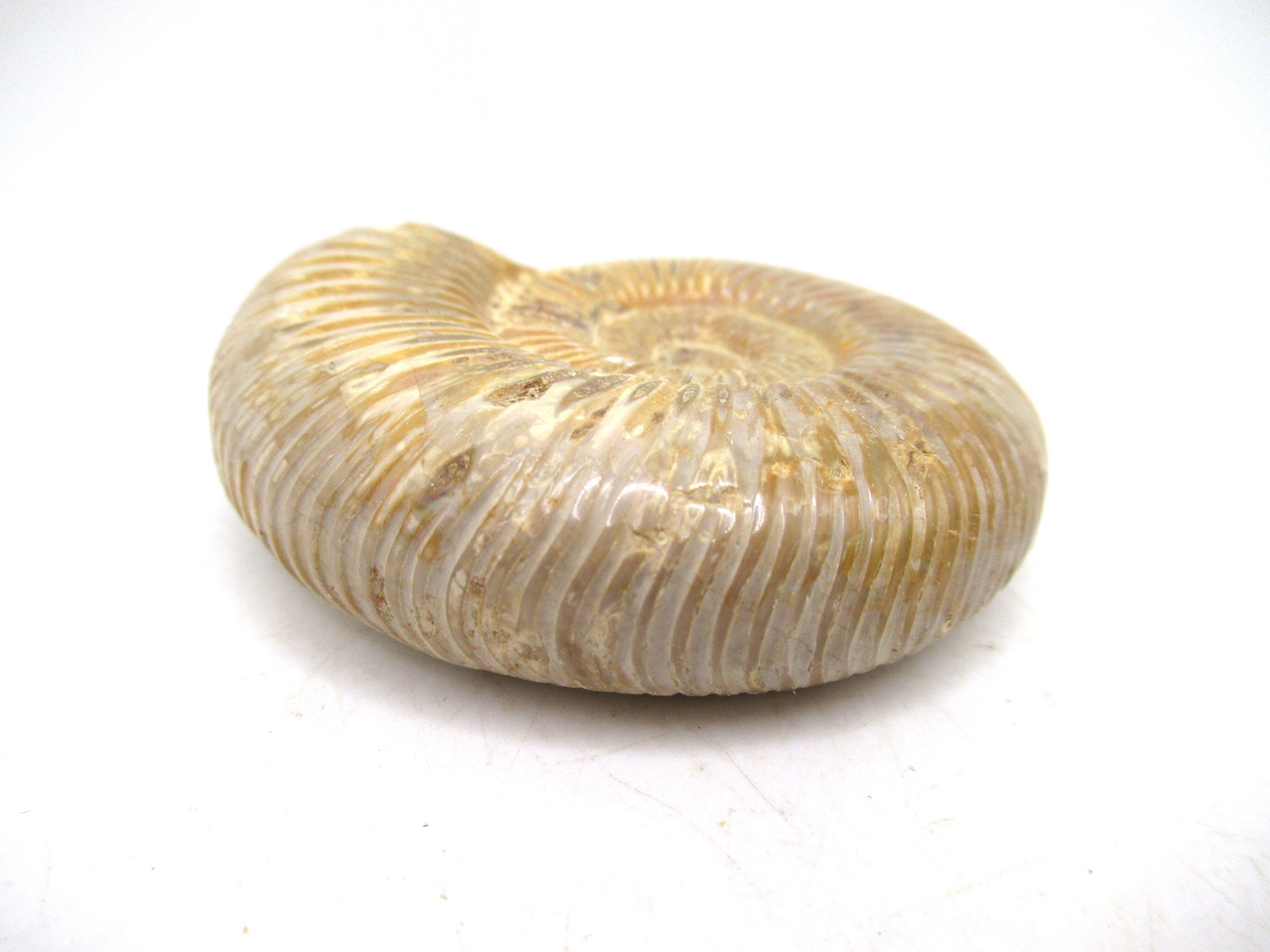 Madagascar Jurassic Perisphinctes Ammonite 31b | Fossils for Sale Genuine Jurassic Age Perisphinctes Ammonite For Sale from Madagascar #31b