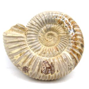 Perisphinctes Polished Ammonite from Madagascar #32