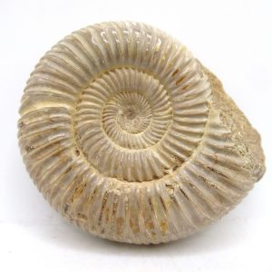 Perisphinctes Polished Ammonite from Madagascar #33