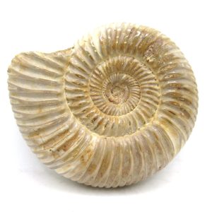 Perisphinctes Polished Ammonite from Madagascar #34