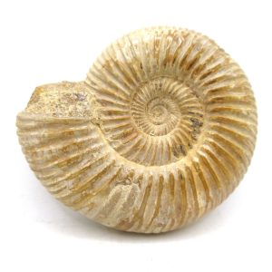 Perisphinctes Polished Ammonite from Madagascar #35